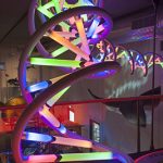 Naturalis Biodiversity Center - Museum - Exhibition Biotechnology 11 - Large multicolour model of DNA by Henk Caspers/Naturalis Biodiversity Center