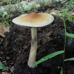 Psilocybin cubensis mushroom by Kristie's NaturesPortraits