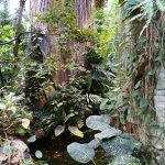 Tropical Rainforest ecosystem - Biodôme - Hochelaga-Maisonneuve - Montreal by Unknown